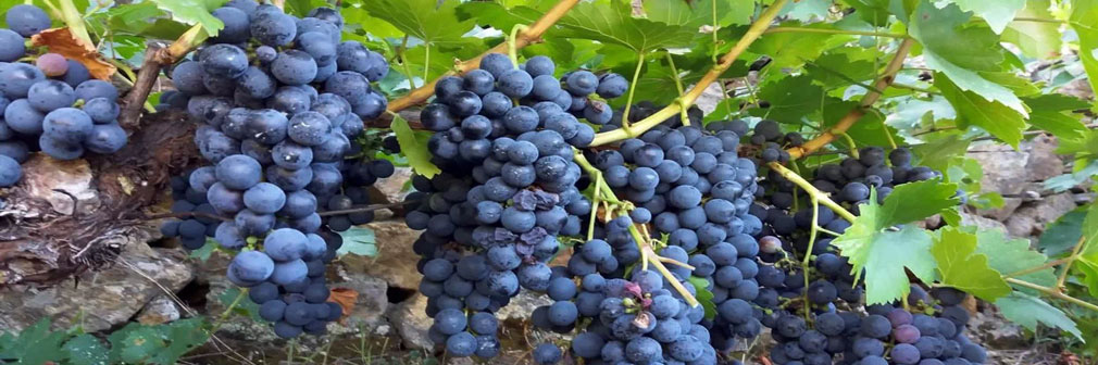La uva mencia
