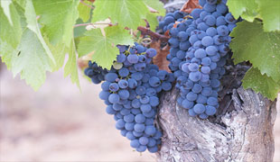 Uva mencia